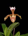 Paph. vejvarutianum